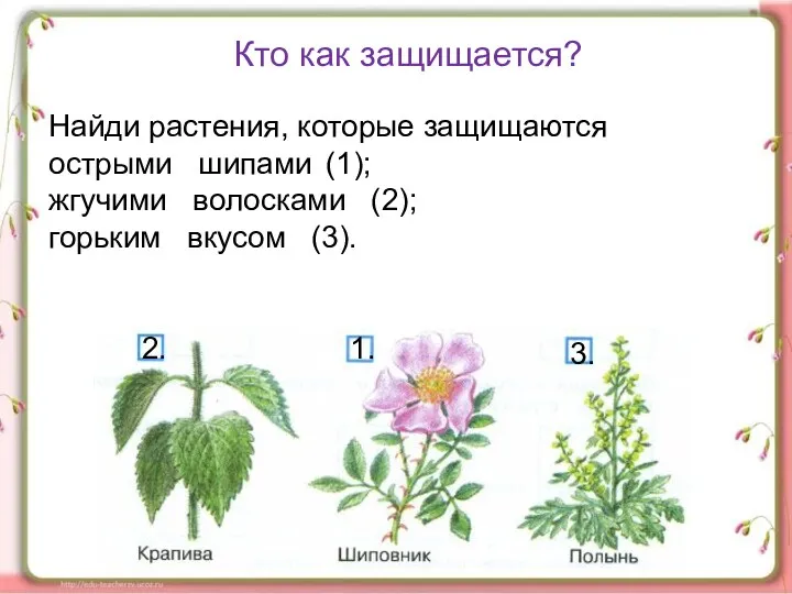Найди растения, которые защищаются острыми шипами (1); жгучими волосками (2);