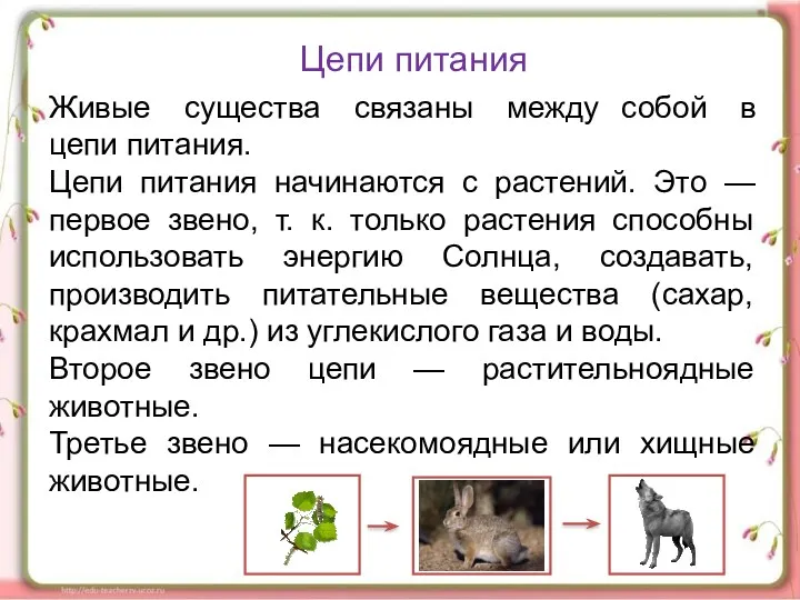 Цепи питания Живые существа связаны между собой в цепи питания.