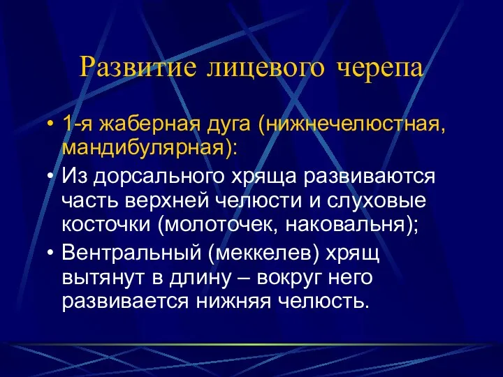 Развитие лицевого черепа 1-я жаберная дуга (нижнечелюстная, мандибулярная): Из дорсального