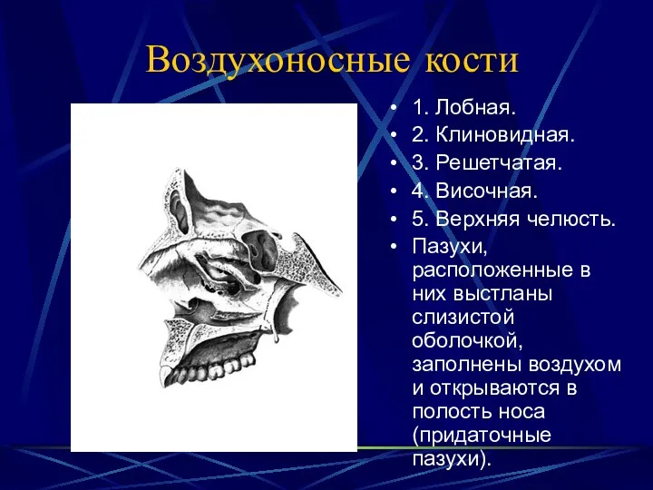 Воздухоносные кости 1. Лобная. 2. Клиновидная. 3. Решетчатая. 4. Височная.