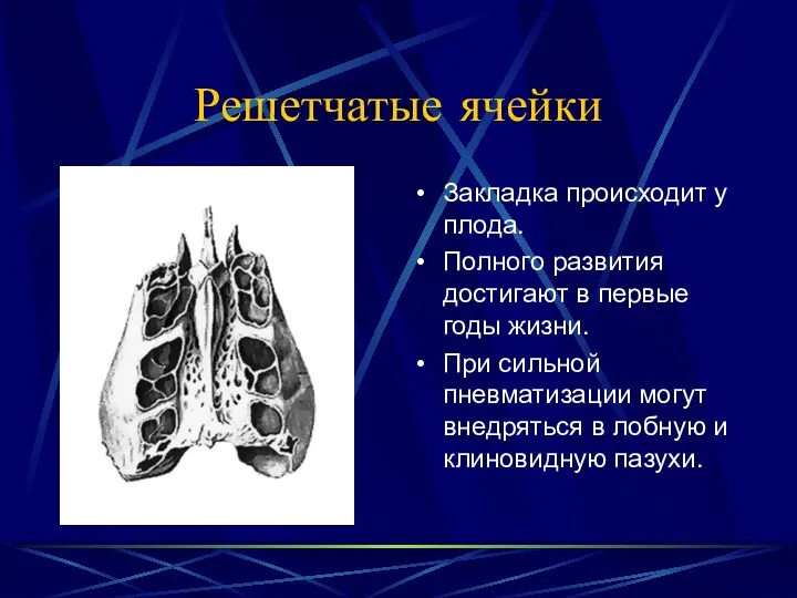 Решетчатые ячейки Закладка происходит у плода. Полного развития достигают в