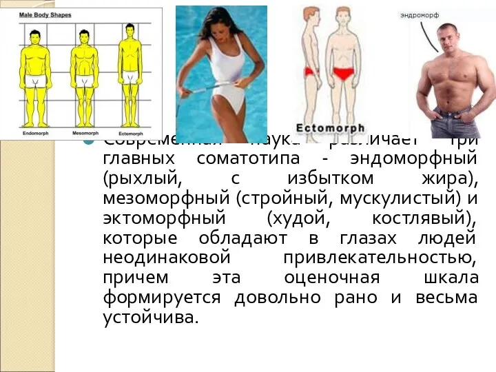 Современная наука различает три главных соматотипа - эндоморфный (рыхлый, с