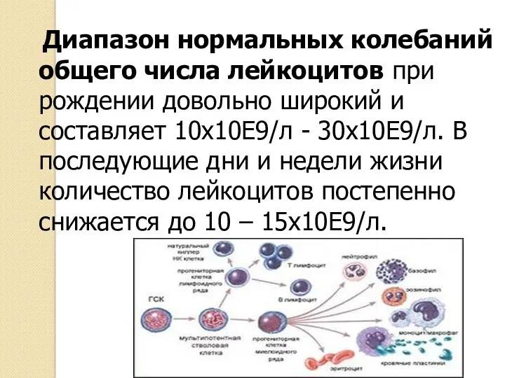 Диапазон нормальных колебаний общего числа лейкоцитов при рождении довольно широкий и составляет 10х10Е9/л