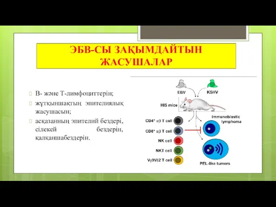 ЭБВ-СЫ ЗАҚЫМДАЙТЫН ЖАСУШАЛАР В- және Т-лимфоциттерін; жұтқыншақтың эпителиялық жасушасын; асқазанның эпителий бездері, сілекей бездерін, қалқаншабездерін.