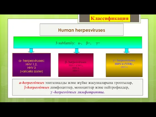 Классификация 3 subfamily: a-, β−, γ− a- herpesviruses: HНV 1,2,