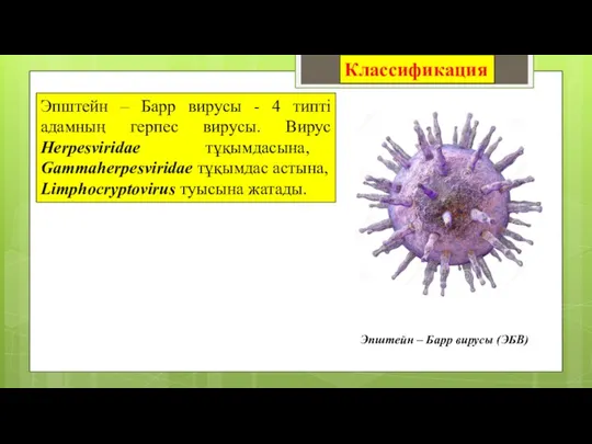 Эпштейн – Барр вирусы - 4 типті адамның герпес вирусы. Вирус Herpesviridae тұқымдасына,