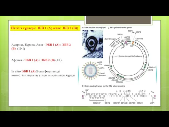 Негізгі түрлері: ЭБВ 1 (А) және ЭБВ 2 (В)) Америка,
