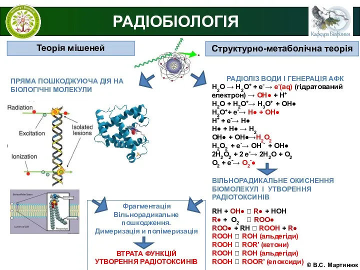 © В.С. Мартинюк РАДІОБІОЛОГІЯ РАДІОЛІЗ ВОДИ І ГЕНЕРАЦІЯ АФК Н2О