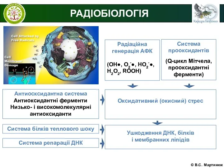 © В.С. Мартинюк РАДІОБІОЛОГІЯ Радіаційна генерація АФК (ОН●, О2‑●, НО2‑●,