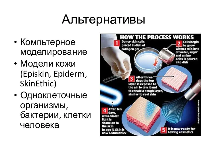 Альтернативы Компьтерное моделирование Модели кожи (Episkin, Epiderm, SkinEthic) Одноклеточные организмы, бактерии, клетки человека