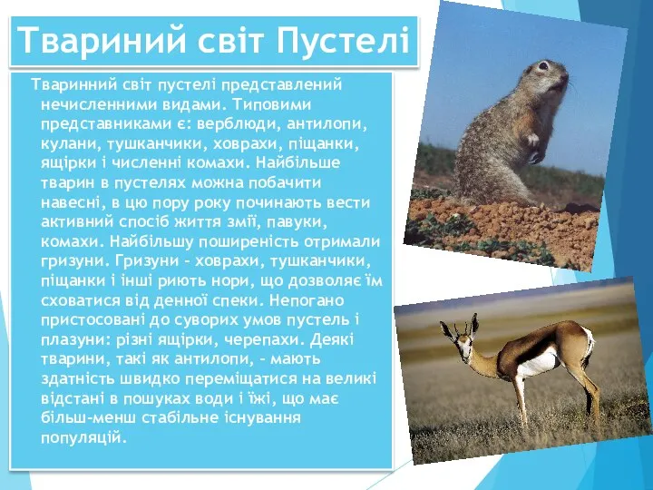 Твариний світ Пустелі Тваринний світ пустелі представлений нечисленними видами. Типовими