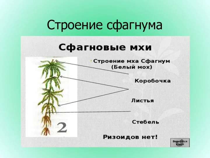 Строение сфагнума