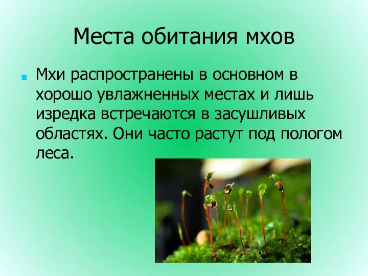 Места обитания мхов Мхи распространены в основном в хорошо увлажненных