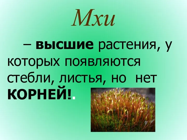 Мхи – высшие растения, у которых появляются стебли, листья, но нет КОРНЕЙ!.