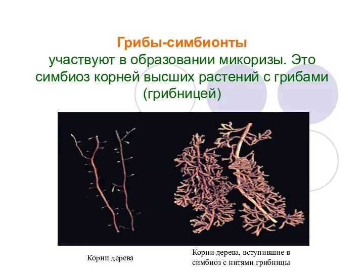 Грибы-симбионты участвуют в образовании микоризы. Это симбиоз корней высших растений