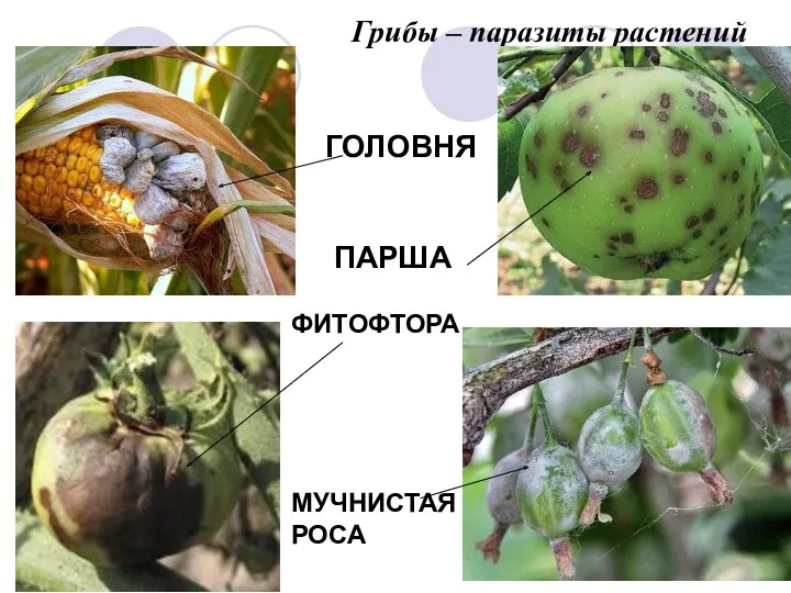 Грибы – паразиты растений ГОЛОВНЯ ПАРША ФИТОФТОРА МУЧНИСТАЯ РОСА