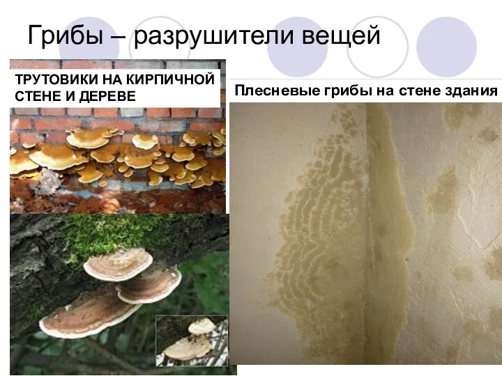 Грибы – разрушители вещей Плесневые грибы на стене здания ТРУТОВИКИ НА КИРПИЧНОЙ СТЕНЕ И ДЕРЕВЕ