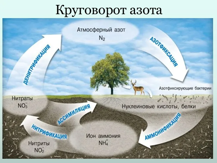 Круговорот азота