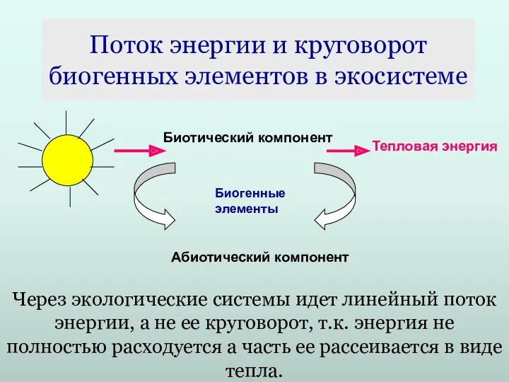 Поток энергии и круговорот биогенных элементов в экосистеме Через экологические системы идет линейный