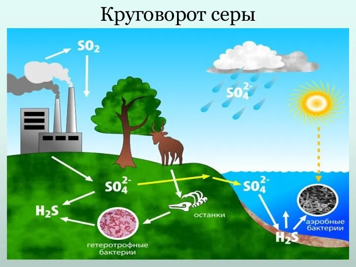 Круговорот серы