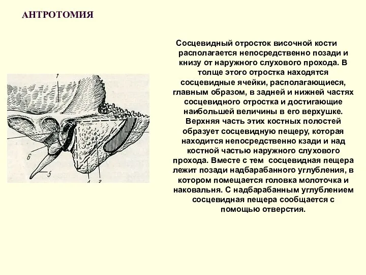 АНТРОТОМИЯ Сосцевидный отросток височной кости располагается непосредственно позади и книзу