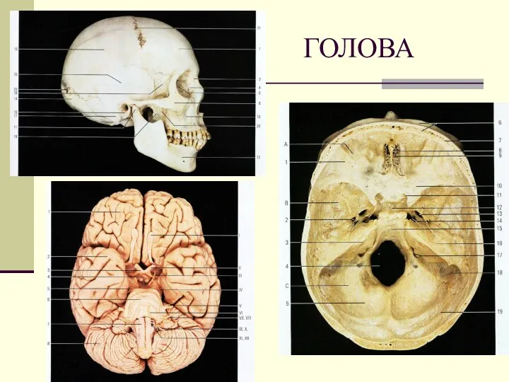 ГОЛОВА