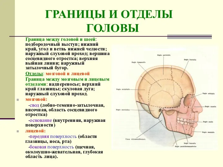 ГРАНИЦЫ И ОТДЕЛЫ ГОЛОВЫ Граница между головой и шеей: подбородочный