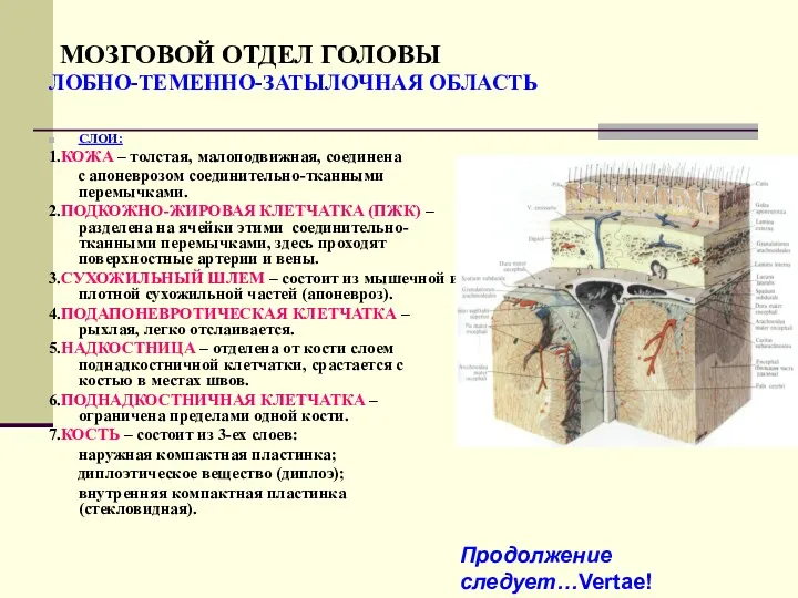 МОЗГОВОЙ ОТДЕЛ ГОЛОВЫ ЛОБНО-ТЕМЕННО-ЗАТЫЛОЧНАЯ ОБЛАСТЬ СЛОИ: 1.КОЖА – толстая, малоподвижная,