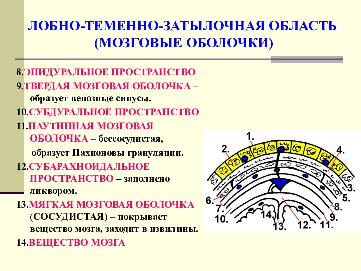 ЛОБНО-ТЕМЕННО-ЗАТЫЛОЧНАЯ ОБЛАСТЬ (МОЗГОВЫЕ ОБОЛОЧКИ) 8.ЭПИДУРАЛЬНОЕ ПРОСТРАНСТВО 9.ТВЕРДАЯ МОЗГОВАЯ ОБОЛОЧКА –