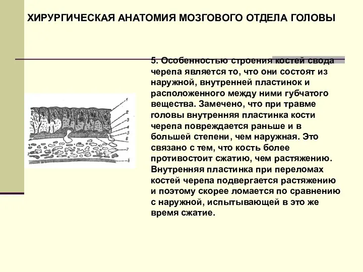 ХИРУРГИЧЕСКАЯ АНАТОМИЯ МОЗГОВОГО ОТДЕЛА ГОЛОВЫ 5. Особенностью строения костей свода