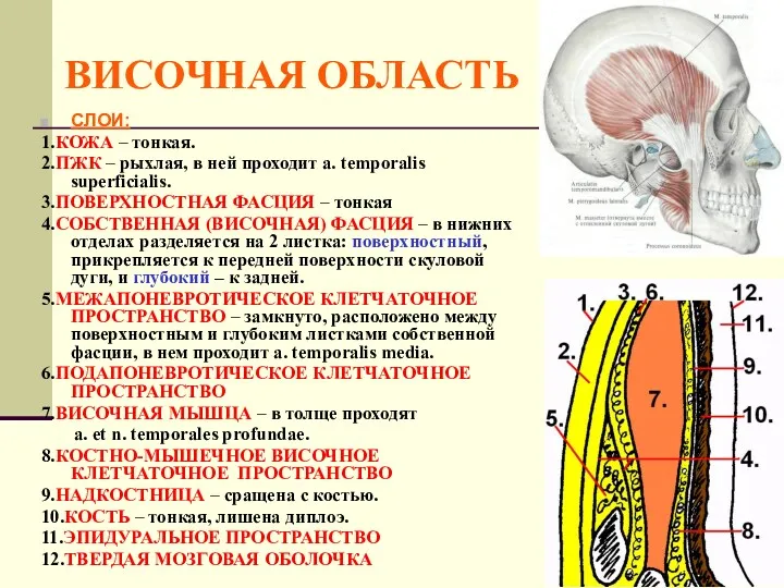 ВИСОЧНАЯ ОБЛАСТЬ СЛОИ: 1.КОЖА – тонкая. 2.ПЖК – рыхлая, в