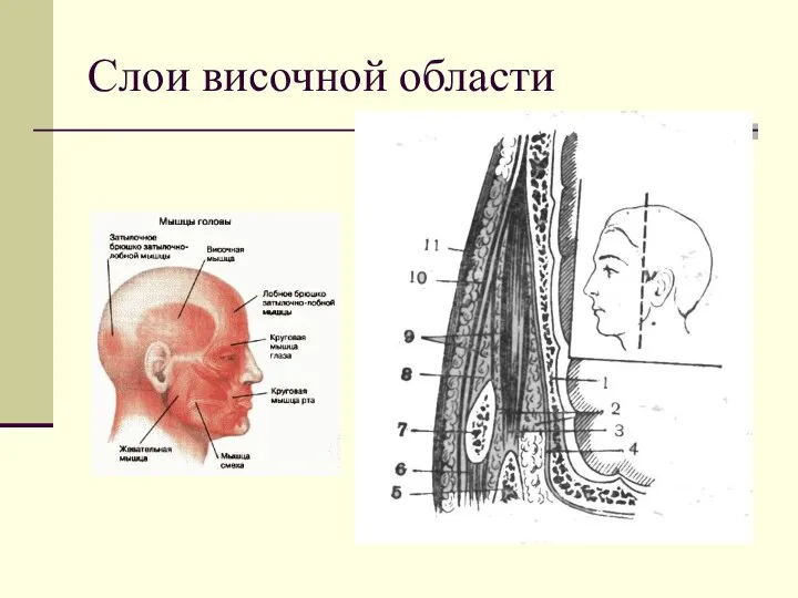 Слои височной области