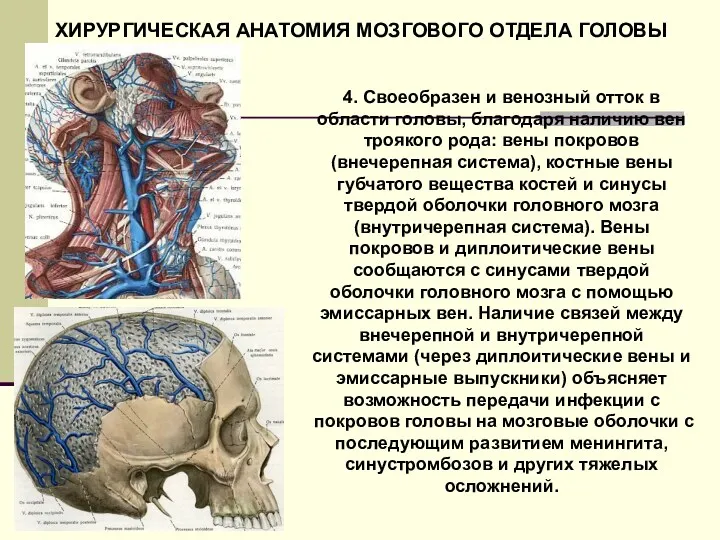 4. Своеобразен и венозный отток в области головы, благодаря наличию