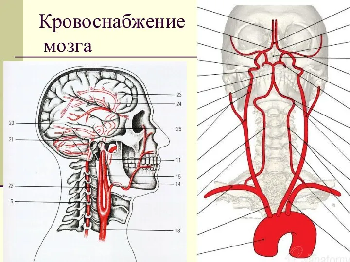 Кровоснабжение мозга