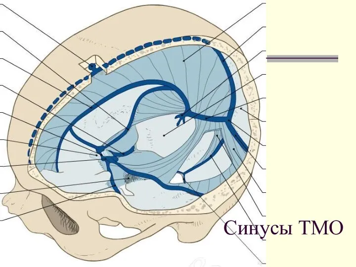 Синусы ТМО