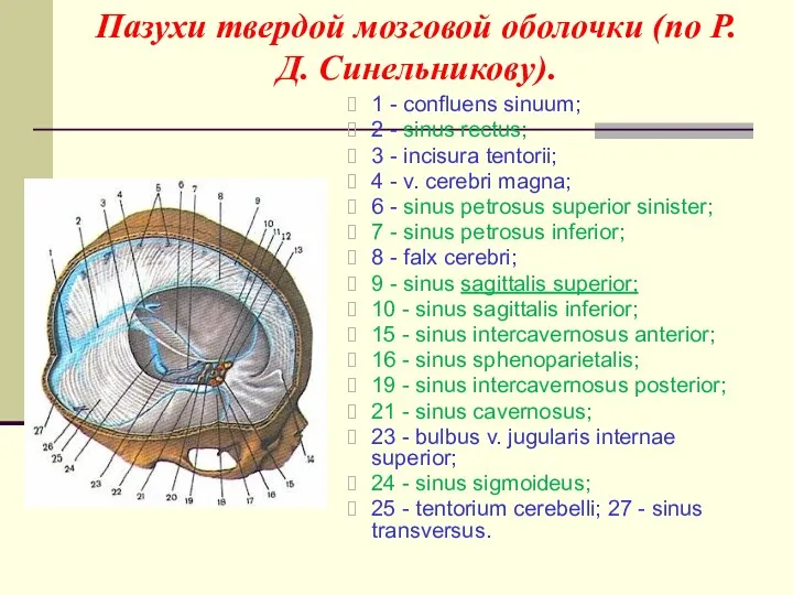 Пазухи твердой мозговой оболочки (по Р.Д. Синельникову). 1 - confluens