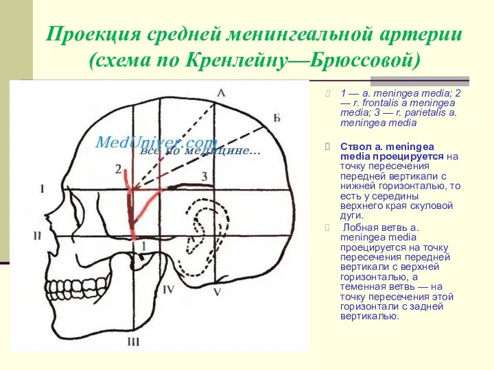 Проекция средней менингеальной артерии (схема по Кренлейну—Брюссовой) 1 — a.