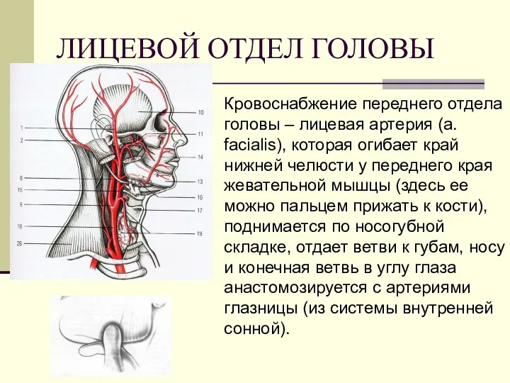 ЛИЦЕВОЙ ОТДЕЛ ГОЛОВЫ Кровоснабжение переднего отдела головы – лицевая артерия