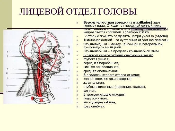 ЛИЦЕВОЙ ОТДЕЛ ГОЛОВЫ Верхнечелюстная артерия (a maxillaries) идет поперек лица.