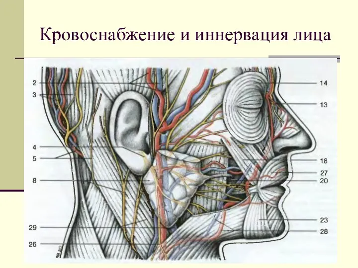 Кровоснабжение и иннервация лица