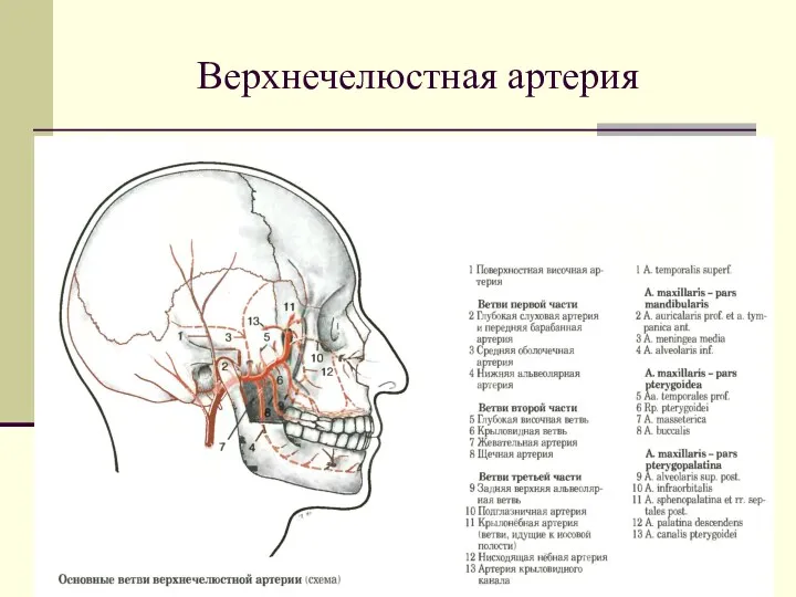 Верхнечелюстная артерия