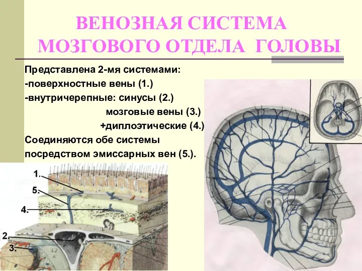 ВЕНОЗНАЯ СИСТЕМА МОЗГОВОГО ОТДЕЛА ГОЛОВЫ Представлена 2-мя системами: -поверхностные вены