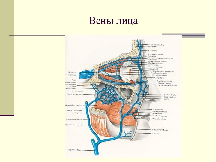 Вены лица