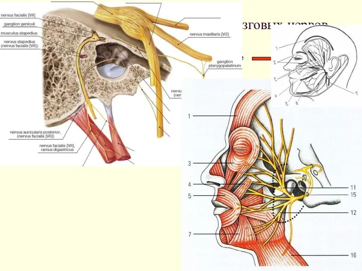 Разрезы на лице Лицевой нерв – 7 пара черепномозговых нервов