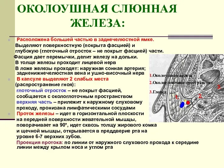 ОКОЛОУШНАЯ СЛЮННАЯ ЖЕЛЕЗА: Расположена большей частью в заднечелюстной ямке. Выделяют