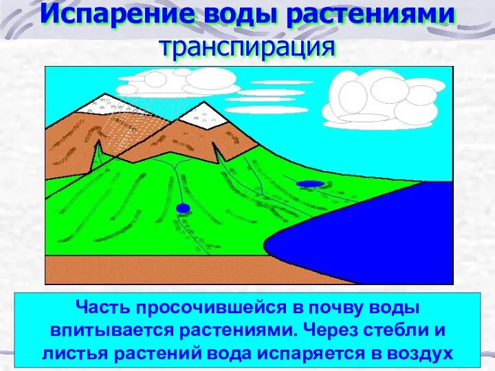 Испарение воды растениями транспирация Часть просочившейся в почву воды впитывается