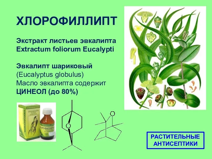 ХЛОРОФИЛЛИПТ Экстракт листьев эвкалипта Extractum foliorum Eucalypti Эвкалипт шариковый (Eucalyptus