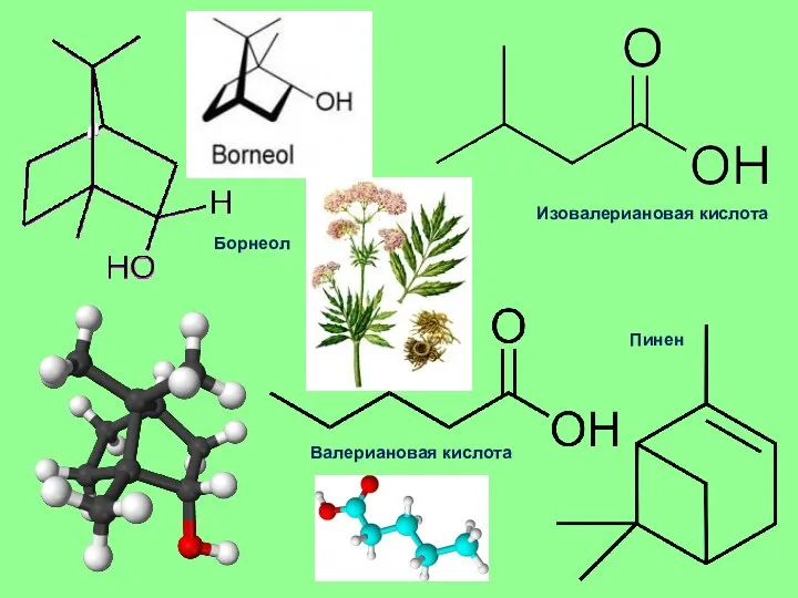 Борнеол Изовалериановая кислота Пинен Валериановая кислота