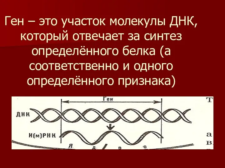 Ген – это участок молекулы ДНК, который отвечает за синтез