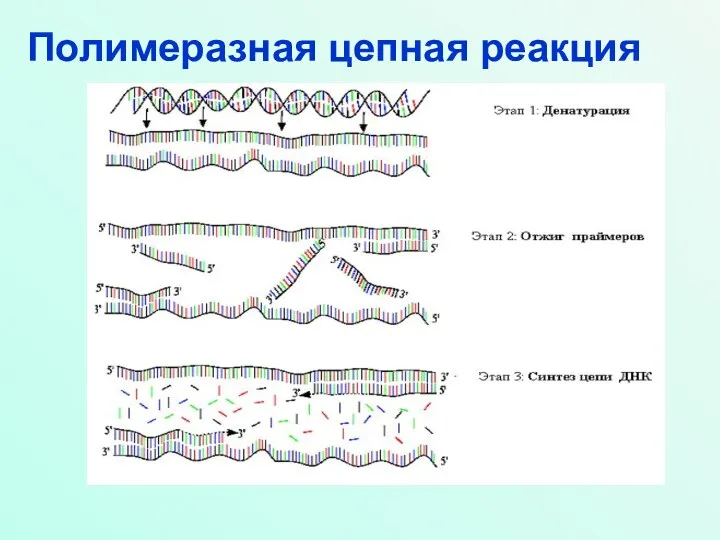 Полимеразная цепная реакция